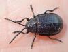 Galeruca tanaceti